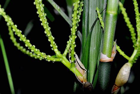 夏威夷椰子|绿植养护:夏威夷椰子的养殖方法以及栽培技术